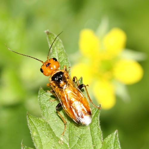 Pamphilius lethierryi