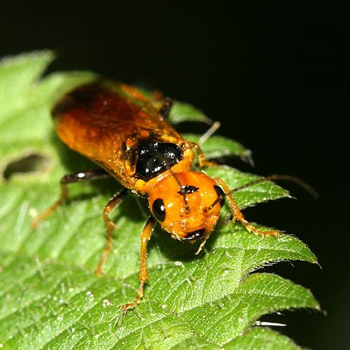 Pamphilius lethierryi
