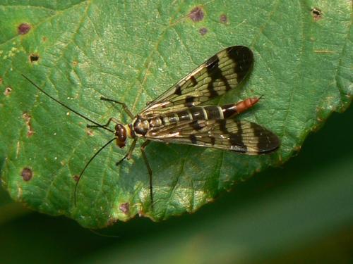 Panorpa sp.