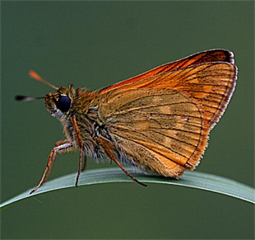 Ochlodes sylvanus