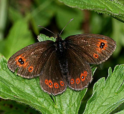 Réf. 21 024 : Erebia oeme