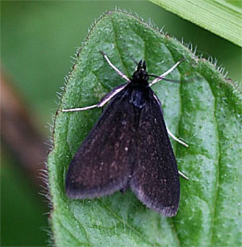 Pyrausta coracinalis
