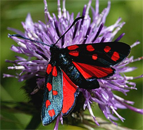 Zygaena transalpina