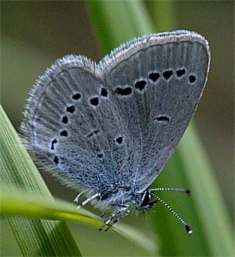 Cupido minimus