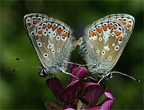Réf. 21 235 : Aricia sp.
