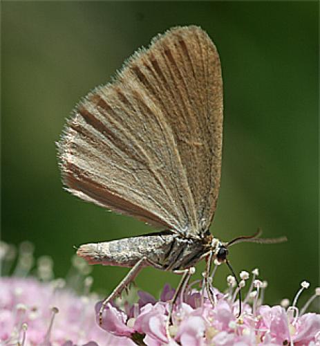 Réf. 21 265 : Minoa murinata