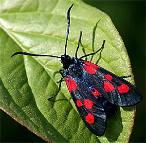 Zygaena sp.