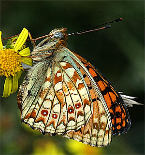 Réf. 21 818 : Argynnis niobe