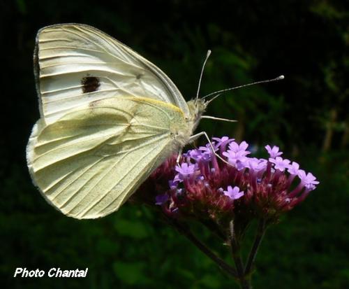 Réf. 21 059 : Pieris brassicae