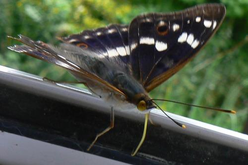 Apatura ilia