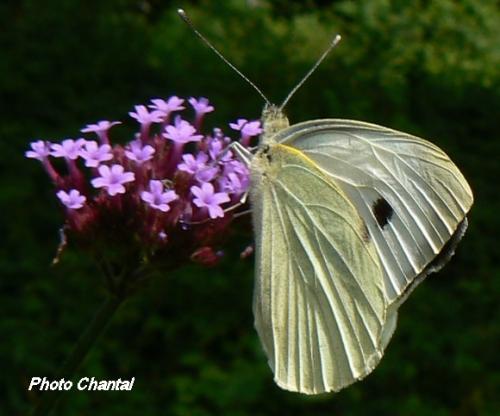 Pieris brassicae