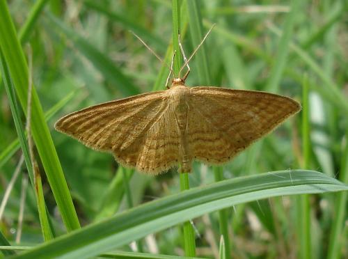 Réf. 21 426 : Idaea ochrata