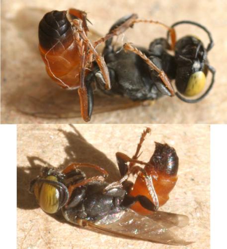Tachysphex incertus rufiventralis