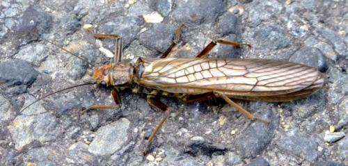 Réf. 21 111 : Perla marginata
