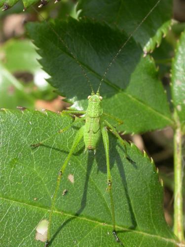 Phaneroptera nana