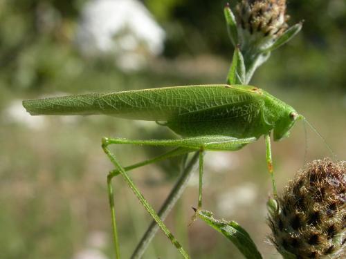 Phaneroptera nana