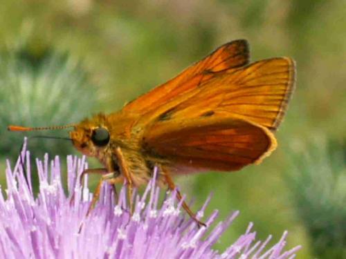 Ochlodes sylvanus