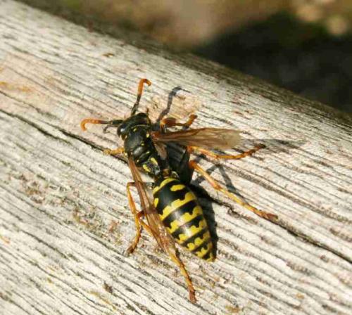 Polistes dominula