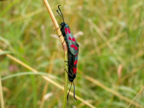 Zygaena filipendulae