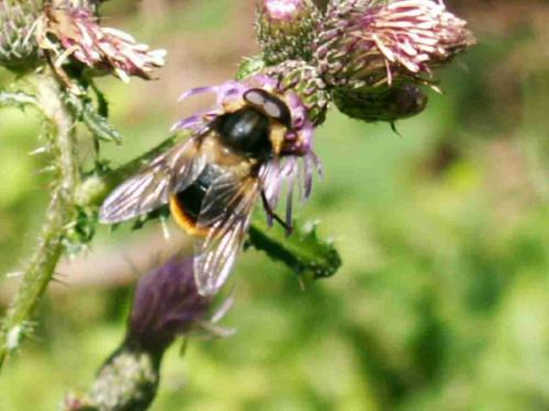 Réf. 21 992 : Eriozona syrphoides