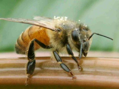 Apis mellifera