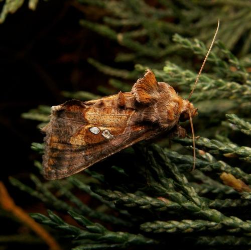 Réf. 21 956 : Chrysodeixis chalcites