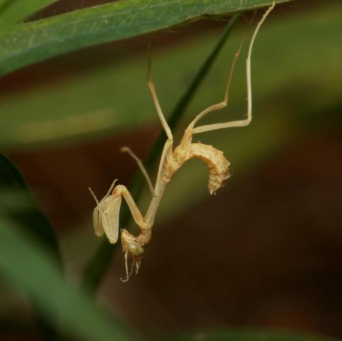 Réf. 21 968 : Empusa pennata