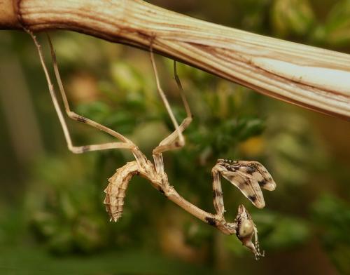 Réf. 21 984 : Empusa pennata