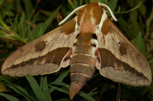 Hyles euphorbiae