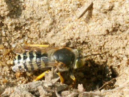 Bembix rostrata