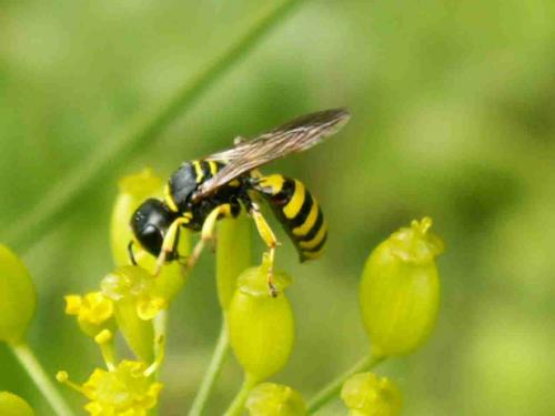 Ectemnius sp.