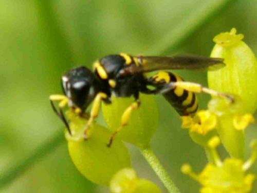 Ectemnius sp.