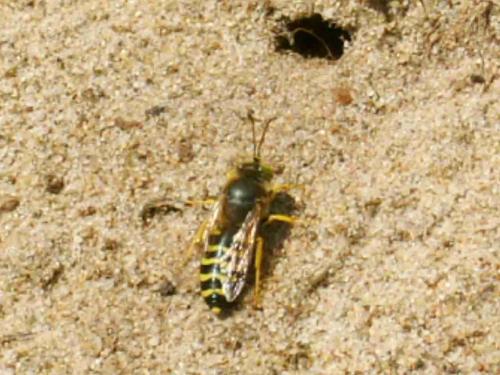 Bembix sp.