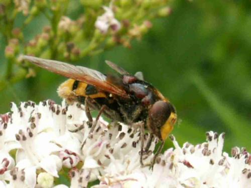 Volucella zonaria
