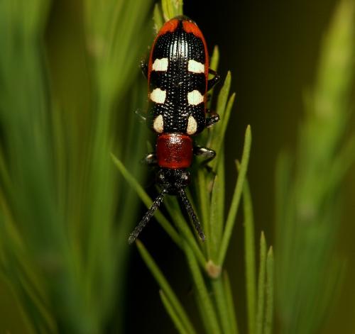 Réf. 21 565 : Crioceris asparagi