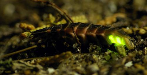 Lampyris noctiluca