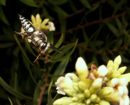 Coelioxys sp.