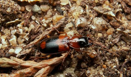 Badister unipustulatus