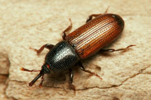 Mesites pallidipennis