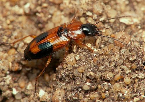 Badister bullatus