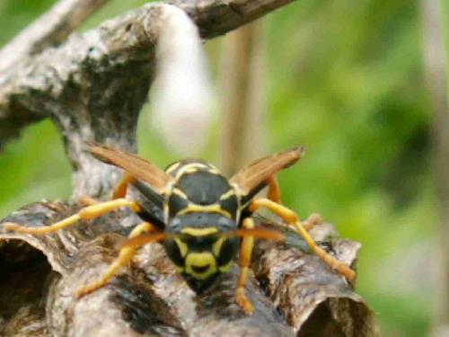 Réf. 21 035 : Polistes nimpha