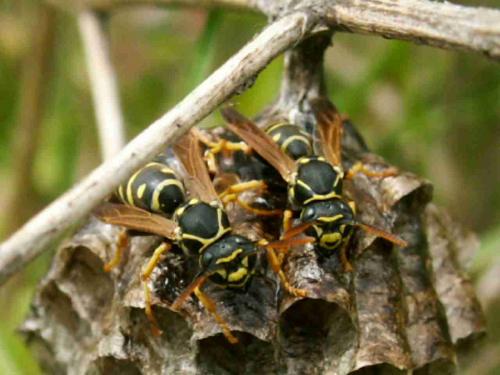 Polistes nimpha