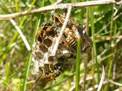 Réf. 21 031 : Polistes nimpha