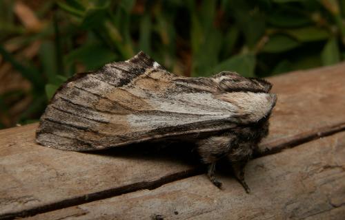 Harpyia milhauseri