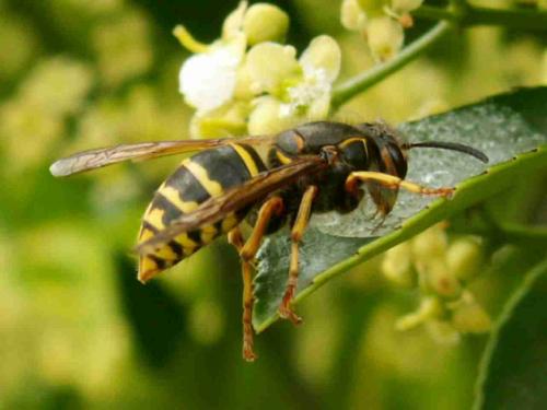 Dolichovespula media