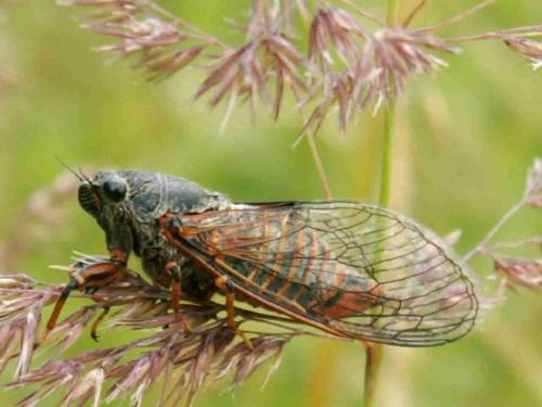 Réf. 21 115 : Cicadetta sp.
