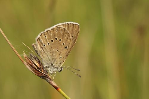 Phengaris teleius