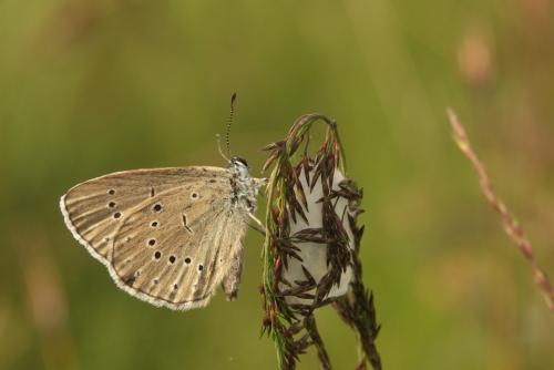 Phengaris teleius