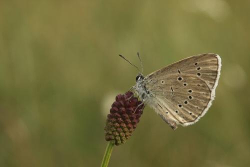 Phengaris teleius