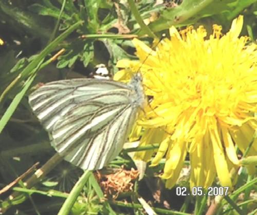 Pieris napi